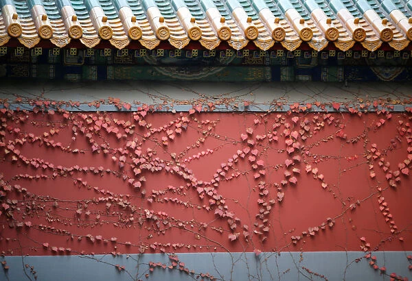A red wall is covered with creepers on a late autumn day in Beijing