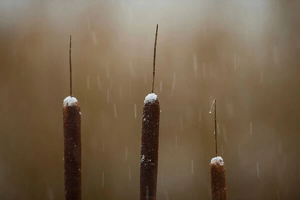 Reedmace in the snow, Rainham Marshes