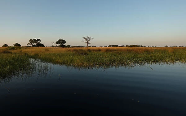 Reeds sit as waters begins to fill the Okavango Delta