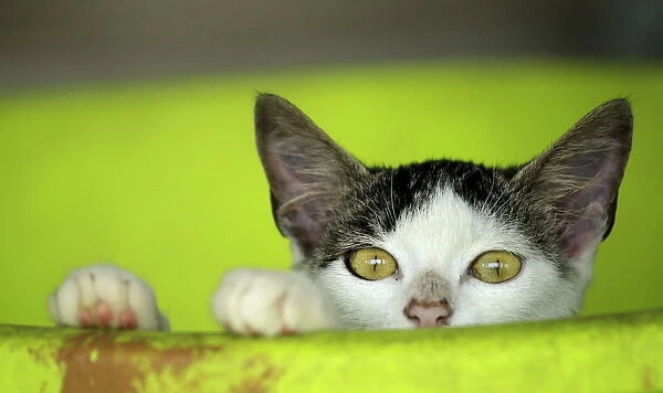 A rescued cat is pictured at the Animal Rescue Asis in San Rafael de Heredia