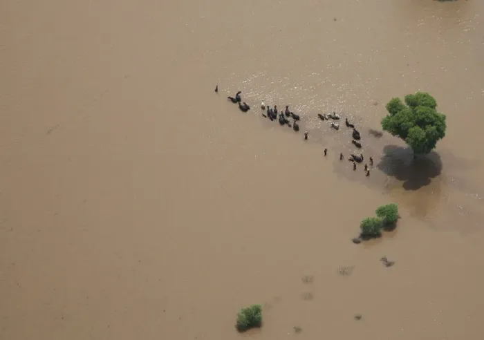 Framed Print : Residents move their cattle through floodwaters in Pakistans Muzaffargarh district