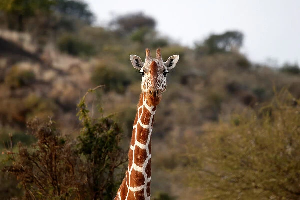 A Reticulated giraffe is seen at the Mpala research centre in Laikipia County Kenya