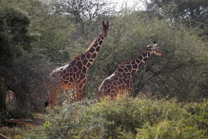 Framed Print : Reticulated giraffes graze at the Mpala Research Centre in Laikipia County Framed Print : Reticulated giraffes graze at the Mpala Research Centre in Laikipia County