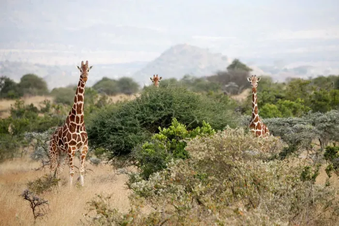 Framed Print : Reticulated giraffes graze at the Mpala Research Centre in Laikipia County Framed Print : Reticulated giraffes graze at the Mpala Research Centre in Laikipia County