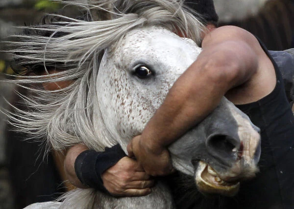 A reveller tries to hold on to a wild horse during the Rapa Das Bestas traditional