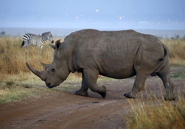 A rhino and a zebra cross a road at Nairobis National Park