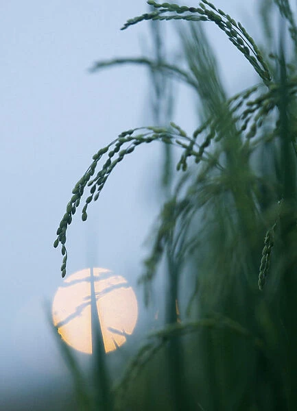 Rice flowers are seen on a paddy field in Tay Mo village, outside Hanoi