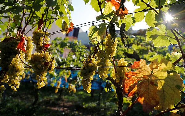 Riesling grapes are pictured during harvest at the Weingarten vineyard at Berlin s