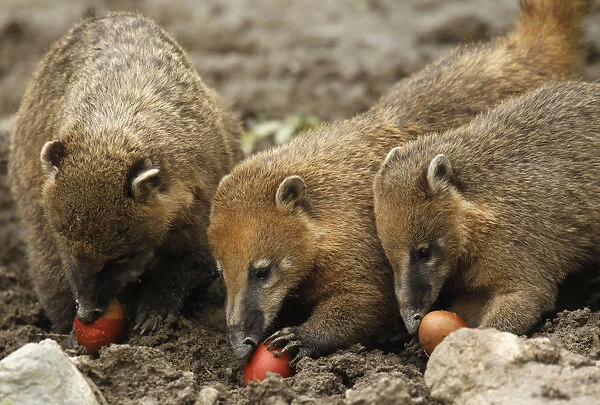 Ring-tailed coatis eat Easter eggs in the Zagreb Zoo