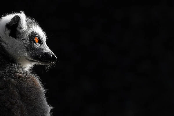 A ring-tailed lemur sits in the sun at London Zoo in London, Britain