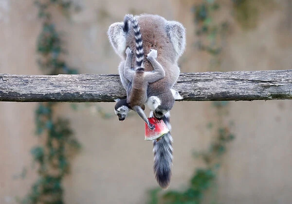 Ring-tailed lemurs eat a piece of watermelon during the hot weather in Biopark zoo in