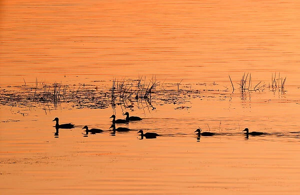 The rising sun illuminates a duck with ducklings swimming in a lake near the town