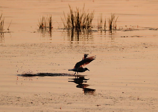 The rising sun illuminates a gull feeding in a lake near the town of Vileika