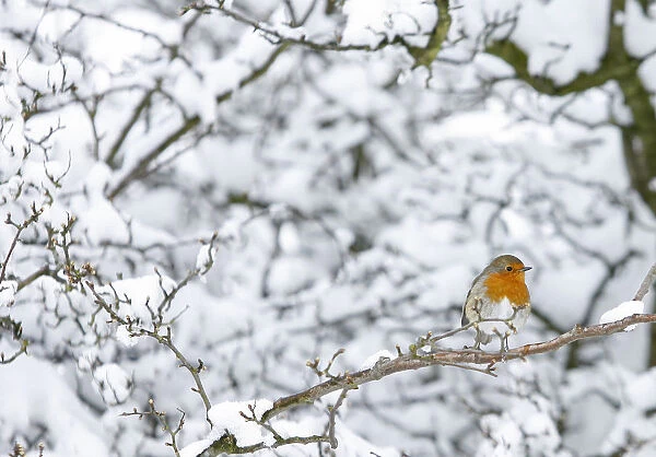 A robin perches on a snow covered tree in Boroughbridge, northern England