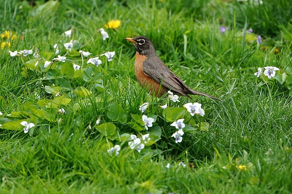 A robin is pictured in Central Park in New York