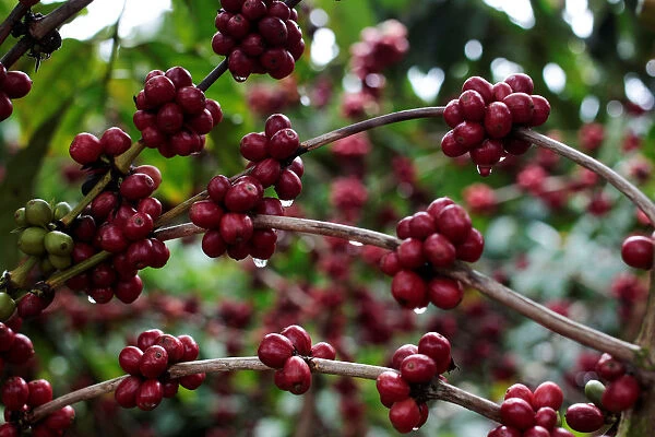 Robusta coffee fruits are seen at a plantation in Nueva Guinea