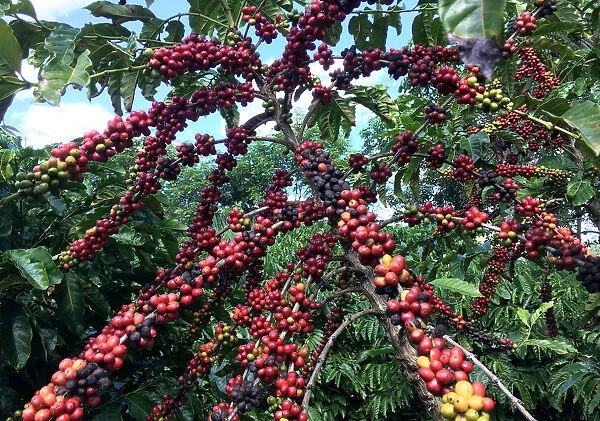 The robusta coffee fruits are seen in Sao Gabriel da Palha