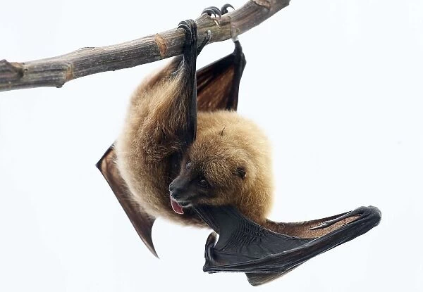 A Rodrigue fruit bat hangs on a perch in the Masoala rainforest hall at the zoo in Zurich