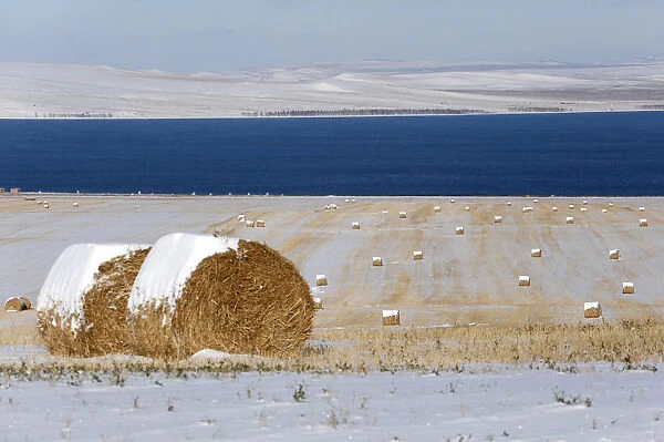 Rolls of hay covered with snow are seen on an agrarian field on the bank of the Belyo