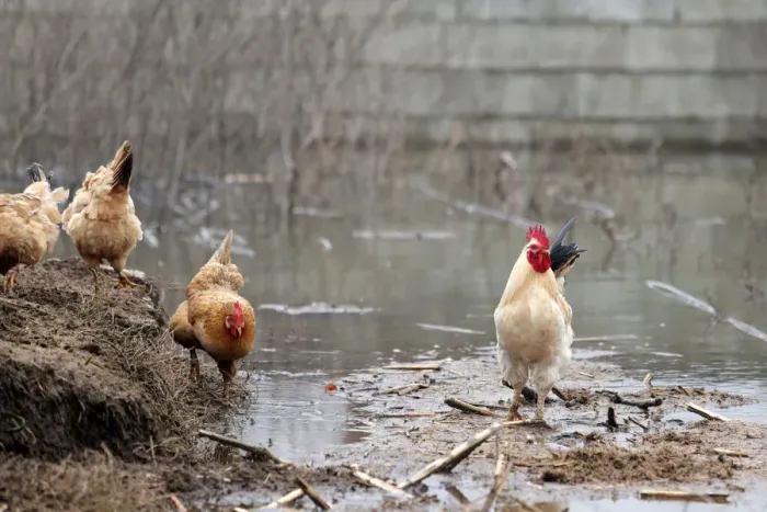 Framed Print : A rooster is pictured near a flooded area in Shkodra