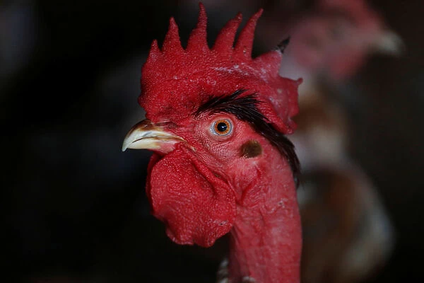 A rooster is seen at a farm in Hanoi