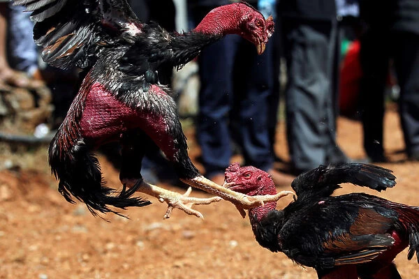 Roosters fight during a local cockfighting event after Spring Festival holidays in