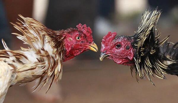 Roosters participate in a traditional Malagasy cockfighting contest in Ambohimangakely