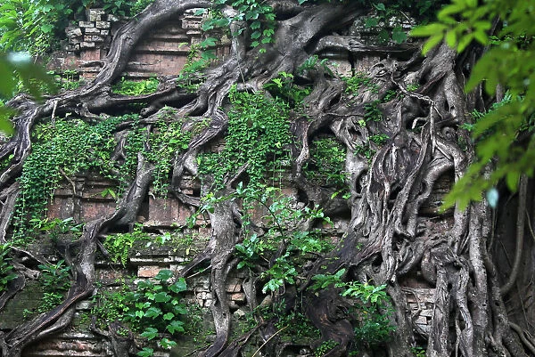 Roots shroud a relief at Sambor Prei Kuk, or the temple in the richness of the forest