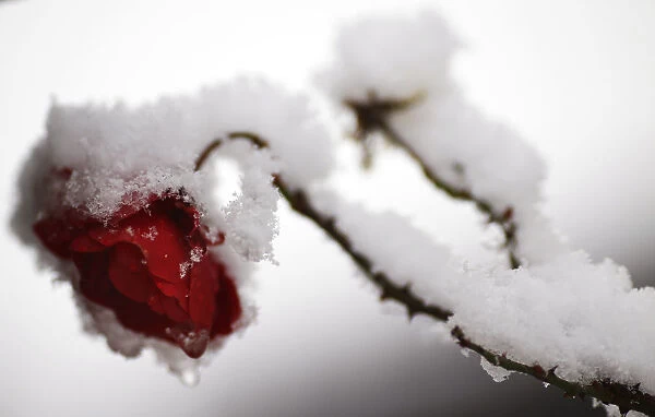 Rose blossom covered in snow is seen in a garden during heavy snowfalls in Hanau