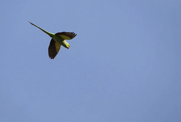 A Rose-ringed Parrot is seen as it flies over the Bungmati Village near Kathmandu