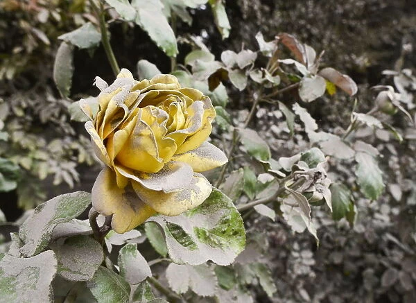 A rose is seen covered with ash from the Calbuco volcano in the Patagonian Argentine