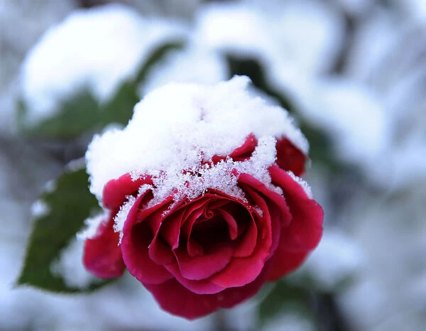 A rose is seen covered in snow in Moulin, Perthshire, Scotland