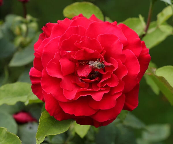 A rose is seen in a public garden in Vienna