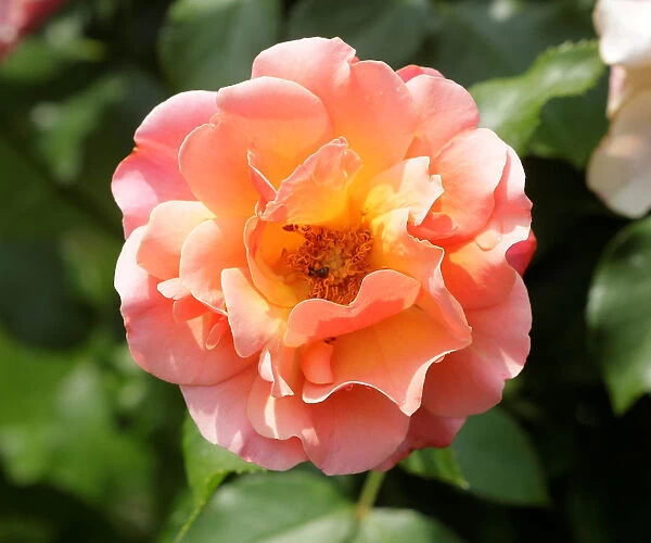 A rose is seen in a public garden in Vienna