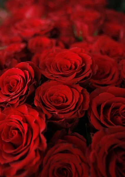 Roses are displayed at a flower shop on Valentines Day in Amman