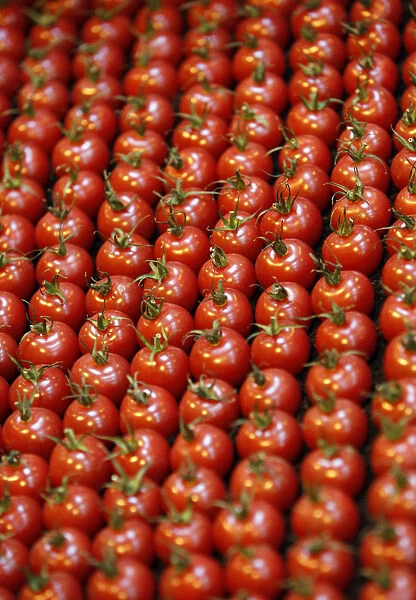 Rows of tomatoes are seen at the Gardeners World show in Birmingham