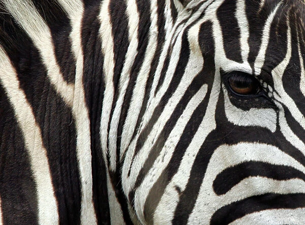 Rp6Drmrvmnaa. A plains zebra is seen in Kenya's Masai Mara national reserve, 270 km 