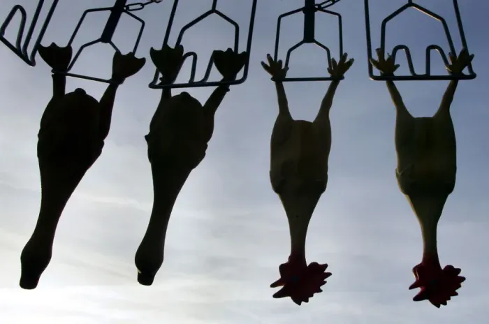 Framed Print : Rubber chickens hang in a mobile poultry culling machine during its first presentation Framed Print : Rubber chickens hang in a mobile poultry culling machine during its first presentation