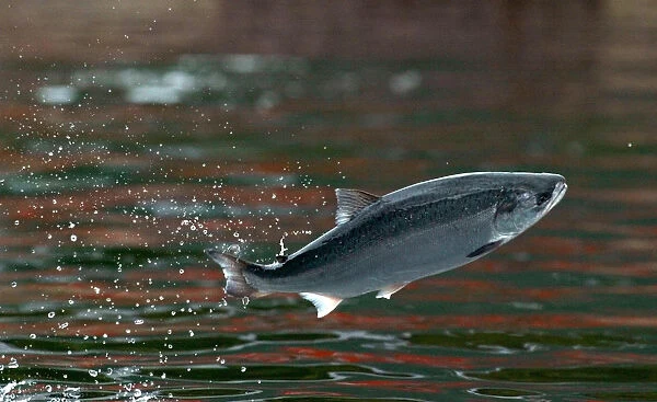 SALMON JUMP FOR FOOD AT FARM IN SOUTHERN CHILE
