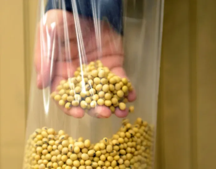 Framed Print : A sample of clean, processed soybeans at Peterson Farms Seed facility in Fargo