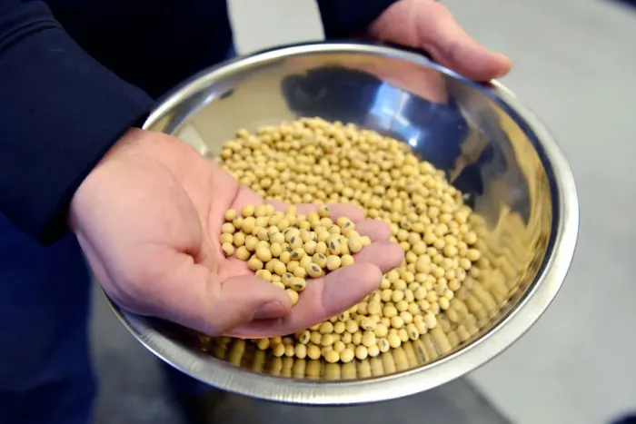Framed Print : A sample of clean, processed soybeans at Peterson Farms Seed facility in Fargo Framed Print : A sample of clean, processed soybeans at Peterson Farms Seed facility in Fargo
