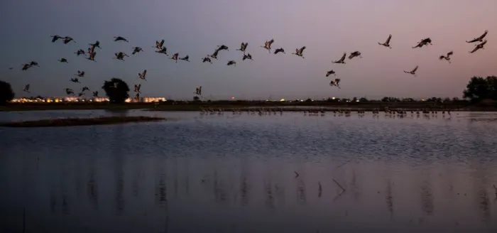 Framed Print : Sandhill cranes land in flooded fields to roost for the night at the Sandhill Crane