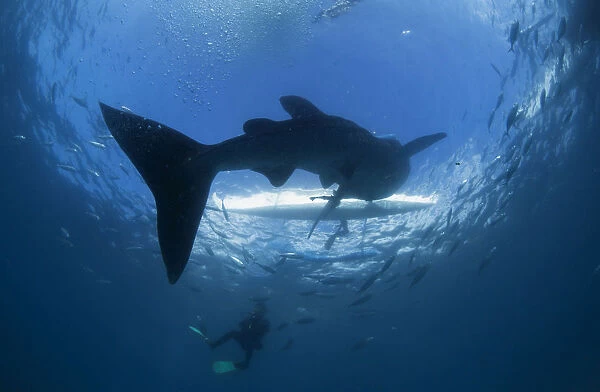 A scuba diver swims near a whale shark as it approaches a paddleboat off the beach of