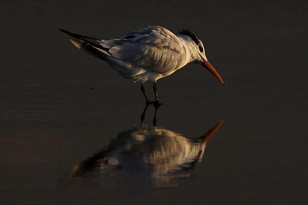 A sea bird is reflected in the water during low tide at Cardiff State Beach in Encinitas