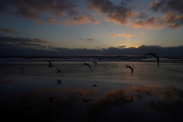 Sea birds fly at low tide along Cardiff State Beach in Encinitas