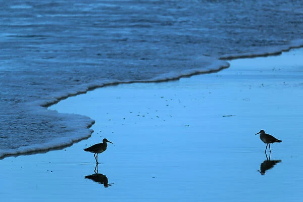 Sea birds wait for high tide to recede along the ocean in Solana Beach, California