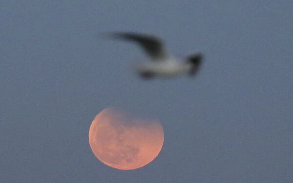A sea gull flies in the sky, with a full moon seen behind