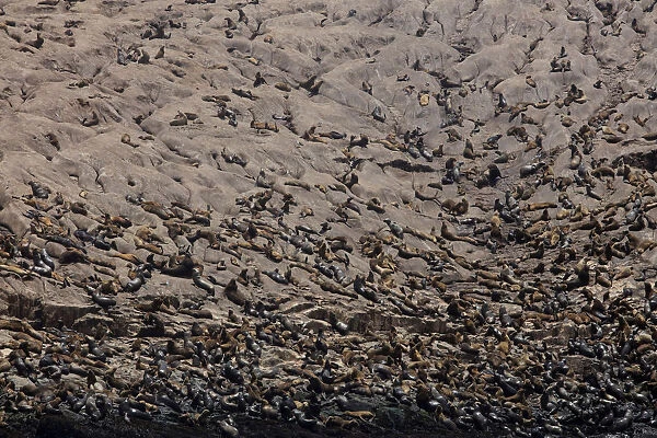 Sea lions are seen at the Palomino island in Callao, Peru