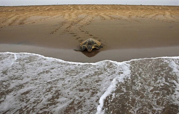 A sea turtle makes his way to sea at Rushikullya beach in Orissa