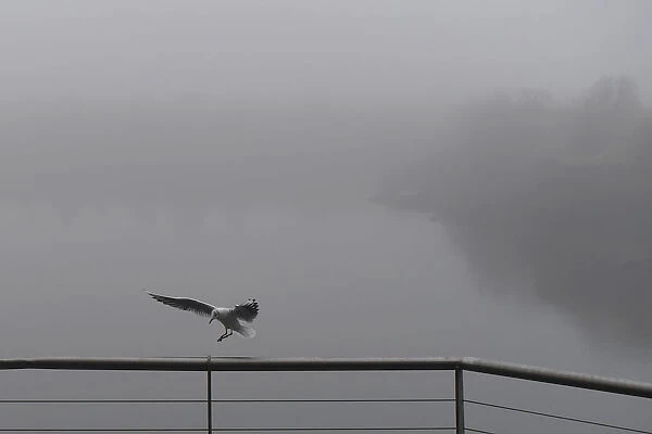 A seabird lands on a railing in heavy fog at the Titanic quarter in Belfast